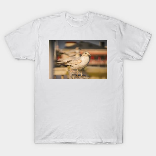 Portrait of Gull T-Shirt by KensLensDesigns